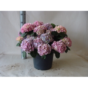 Hydrangea mac.