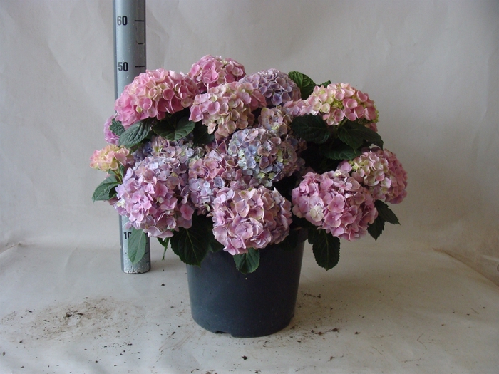 <h4>Hydrangea mac.</h4>