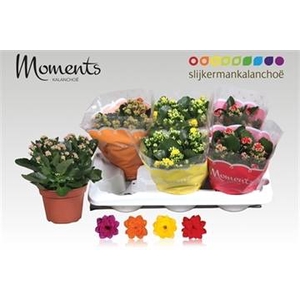 KALAN CALAN MIX MOMENTS P15