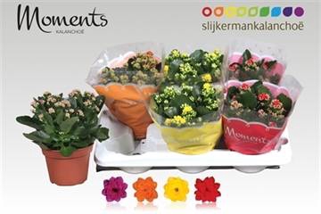 <h4>KALAN CALAN MIX MOMENTS P15</h4>