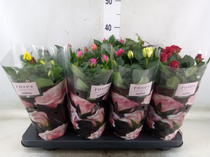 <h4>Rosa  'Patio-Hit'   ...mix 5</h4>