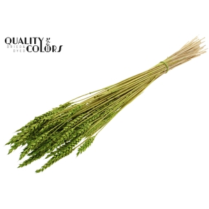 Triticum per bunch Intense Green