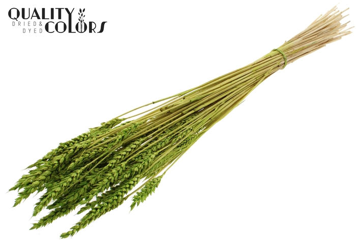<h4>Triticum per bunch Intense Green</h4>