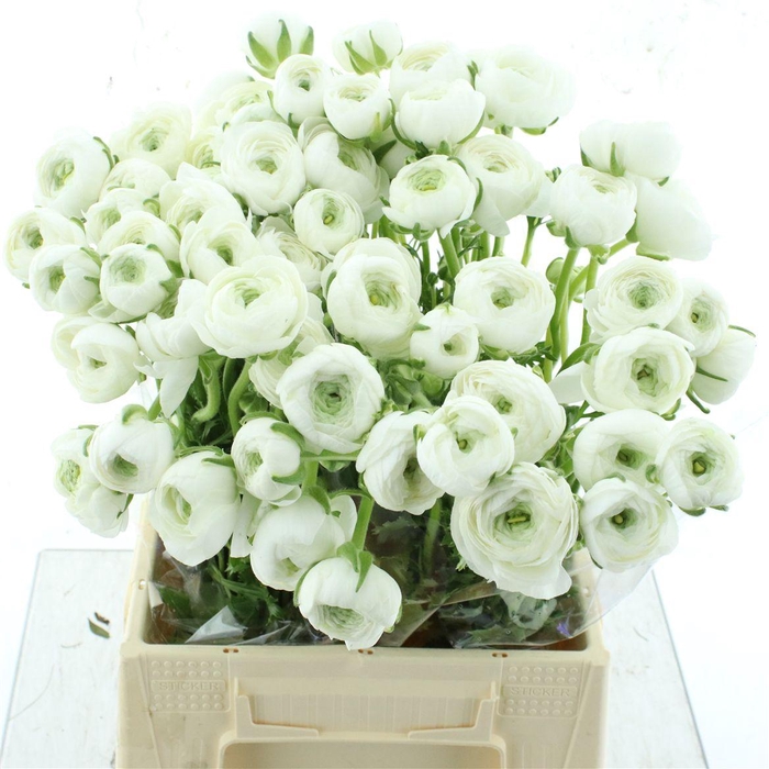 <h4>Ran Su Firenze Super</h4>