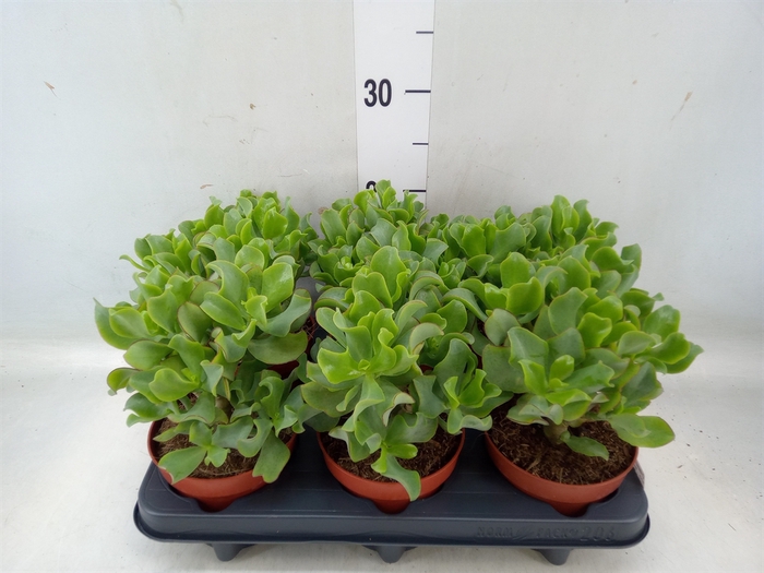 <h4>Crassula arborescens 'Curly Green'</h4>