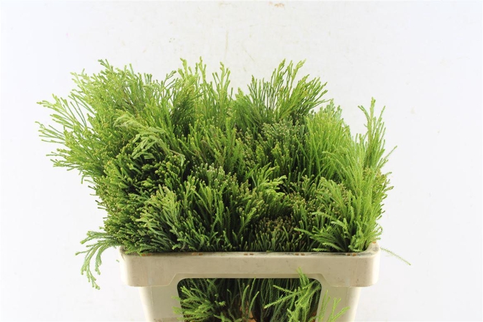 <h4>Kaaps Lanuginosa</h4>