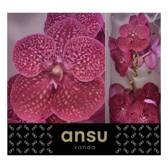 <h4>Vanda Ni Crimso Love</h4>