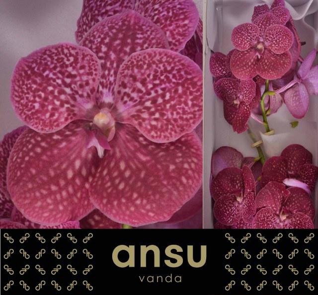 Vanda Ni Crimso Love