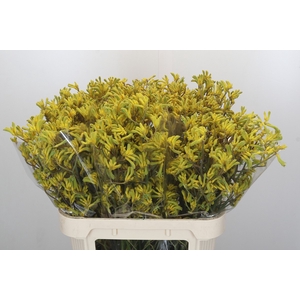 Anigozanthos Bush Down