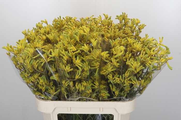 Anigozanthos Bush Down