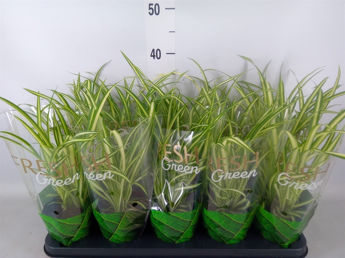 <h4>Chlorophytum cos. 'Atlantic'</h4>