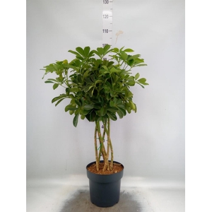 Schefflera arbor. 'Compacta'