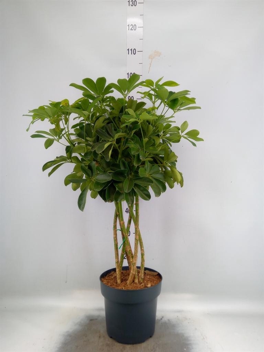 <h4>Schefflera arbor. 'Compacta'</h4>