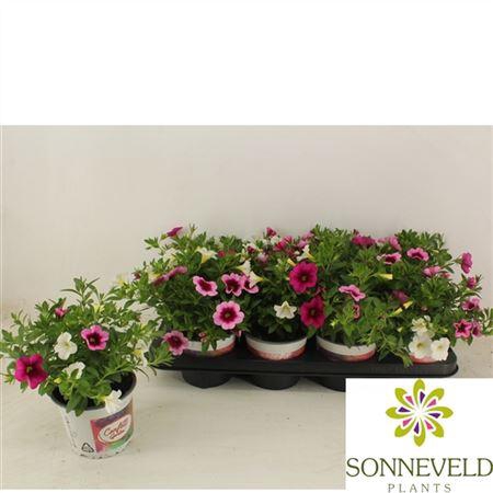 <h4>Calibrachoa Confetti Garden Hawaiian Trio gemengd</h4>