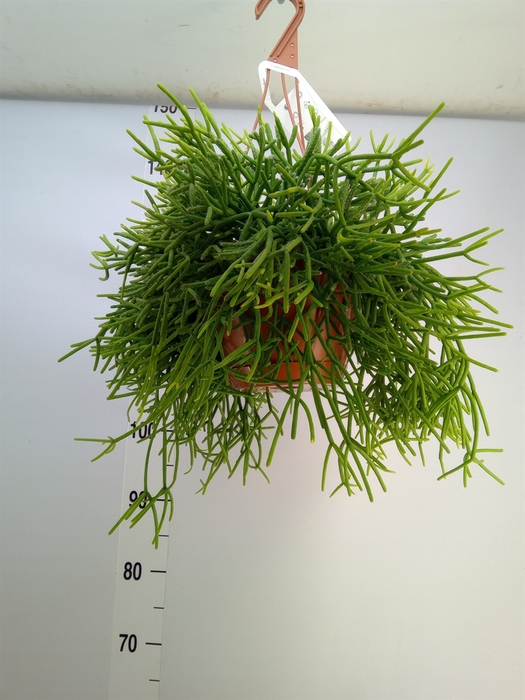 <h4>Rhipsalis heteroclada</h4>