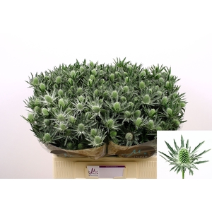 Eryng Sirius X40 Marginpar