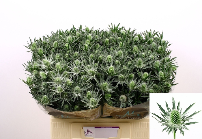 <h4>Eryng Sirius X40 Marginpar</h4>