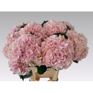 HYDR M MY PINKTOU RZ