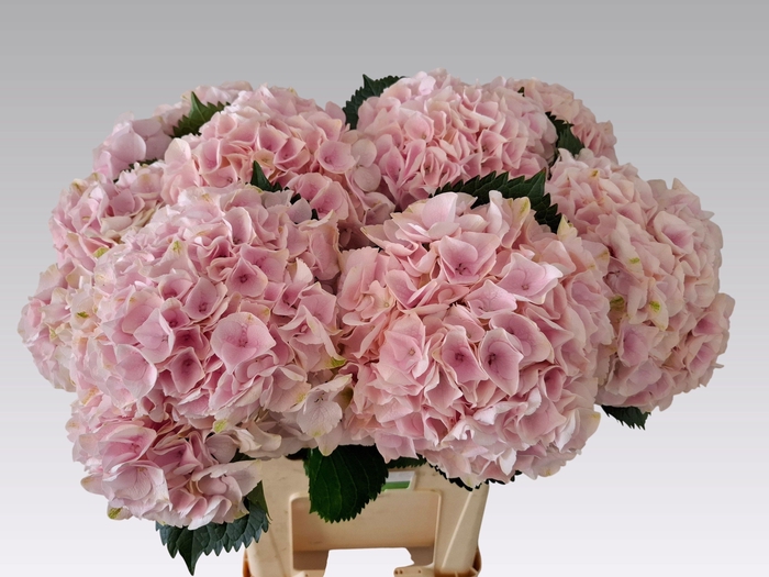 <h4>HYDR M MY PINKTOU RZ</h4>