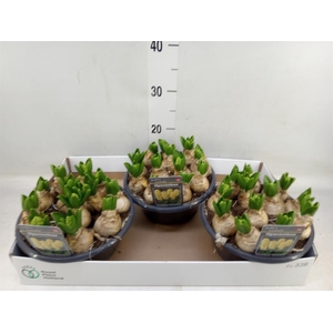 Hyacinthus orie.   ...