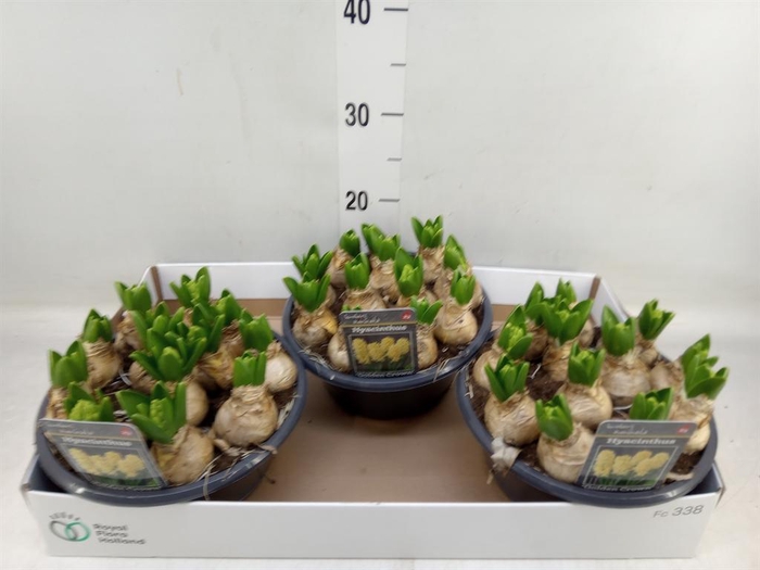 <h4>Hyacinthus orie.   ...</h4>