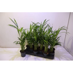 arr8 Dypsis Lutescens