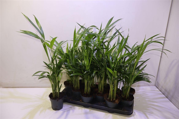 <h4>Dypsis Lutescens</h4>