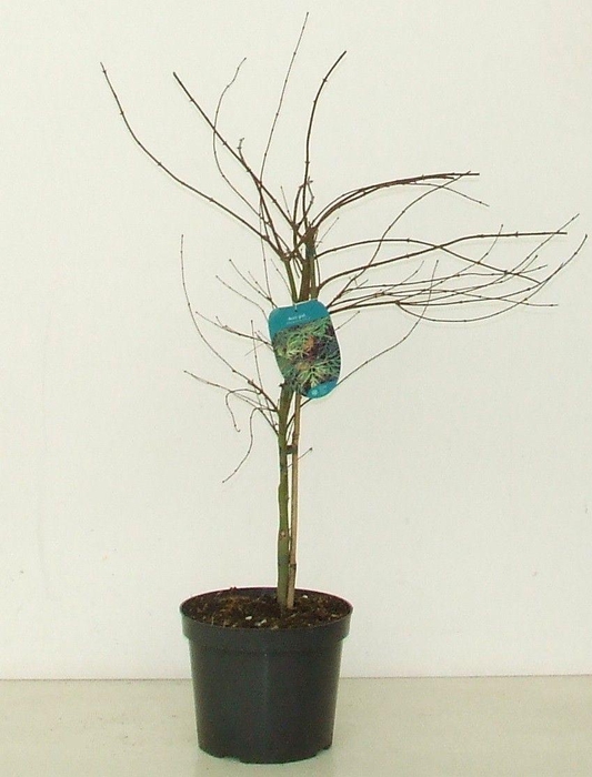 <h4>Acer palmatum 'Emerald Lace' P26</h4>