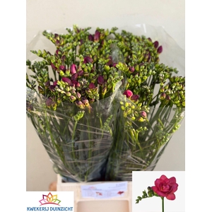 Freesia du Expression