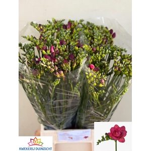 Freesia du Expression