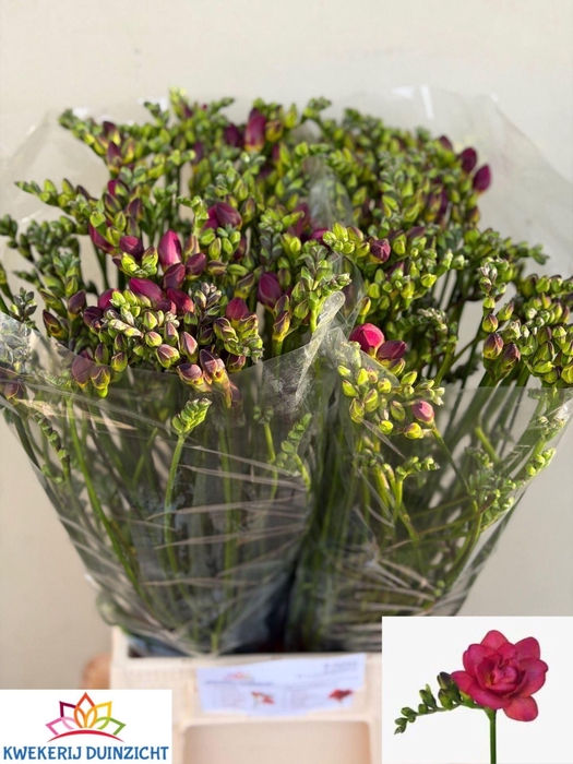 <h4>Freesia du Expression</h4>