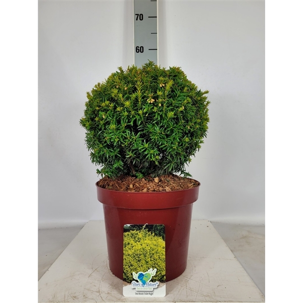 <h4>Taxus baccata Golden Nugget Ball (Kugel) C7,5 25-30</h4>