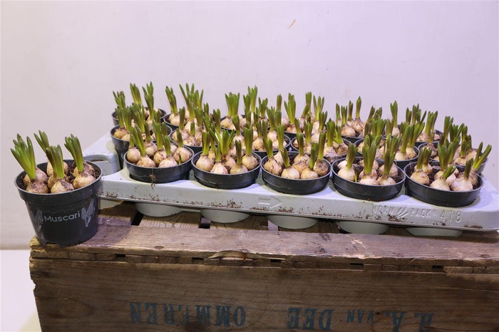 <h4>arr8 Muscar Armeniacum</h4>