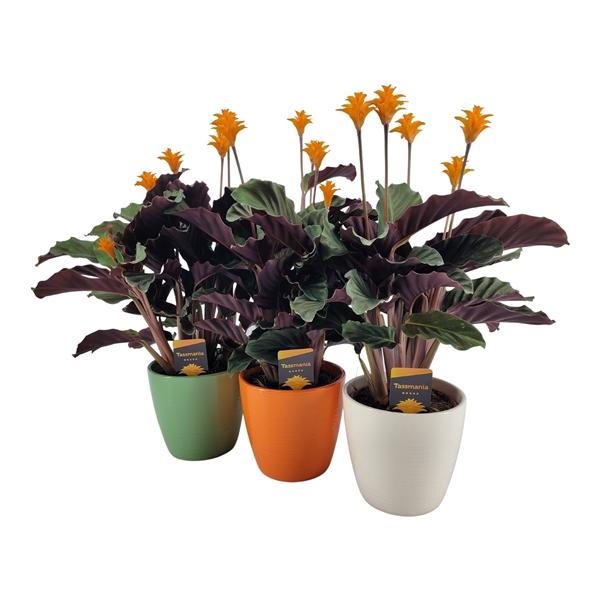 <h4>Calathea crocata 'Tassmania'</h4>