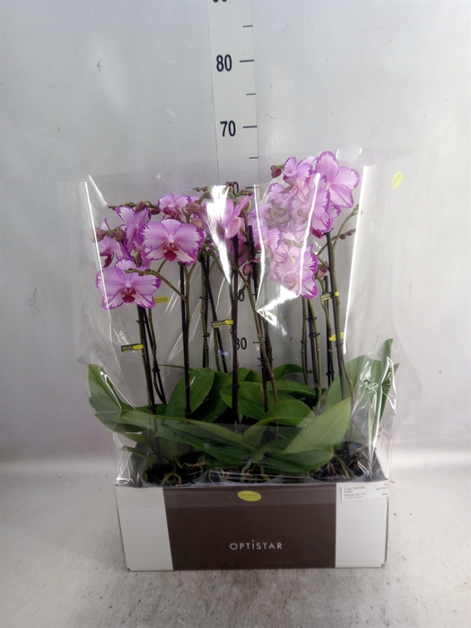 <h4>Phalaenopsis   ...rose</h4>