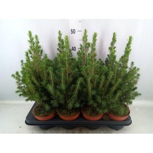 Picea glauca 'Conica'