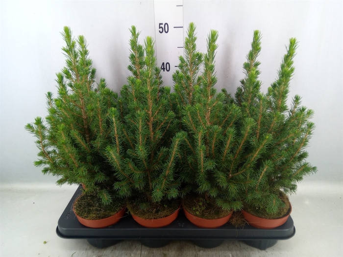 Picea glauca 'Conica'