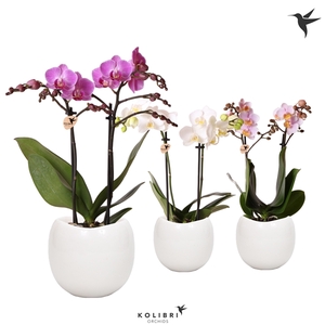 Kolibri Orchids Phalaenopsis mix 2 spike in Bowl pot