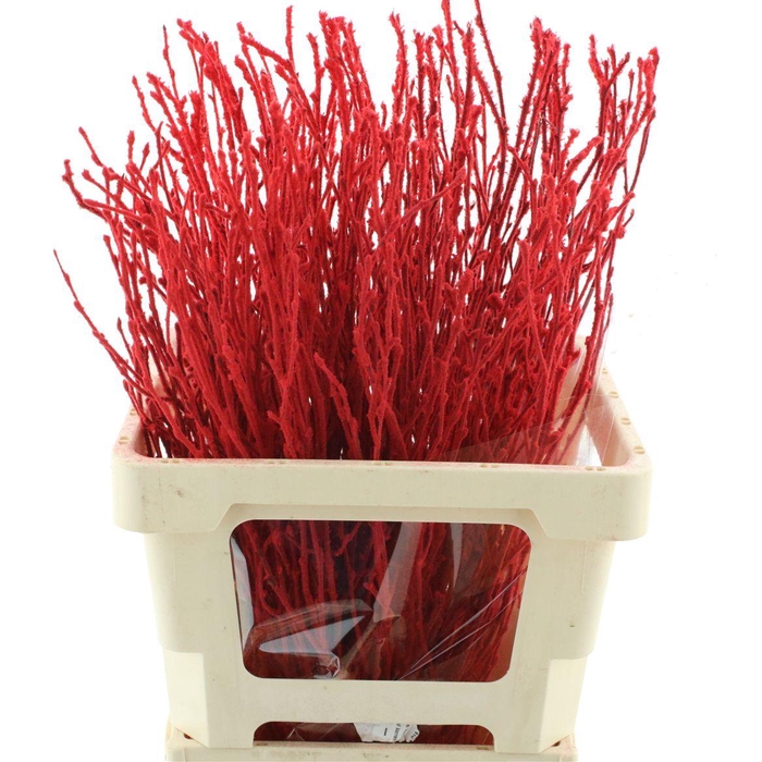 <h4>Berk Sneeuw Rood 70cm</h4>