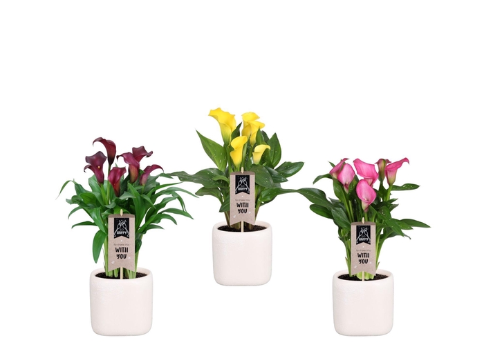 <h4>Zantedeschia gemengd Calla mix in Kubus keramiek</h4>