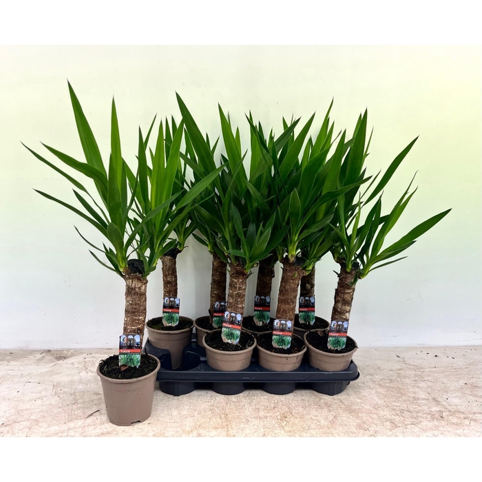 <h4>Yucca 14Ø 60cm 2Head</h4>