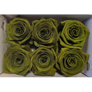 Ro Pres Classic Green Olive