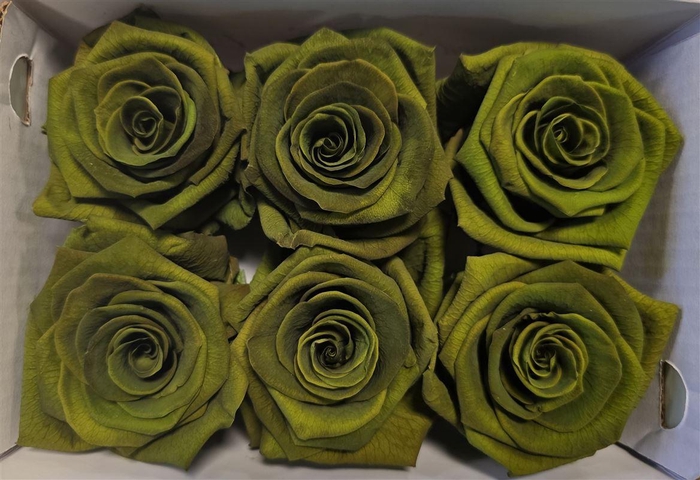 <h4>Ro Pres Classic Green Olive</h4>