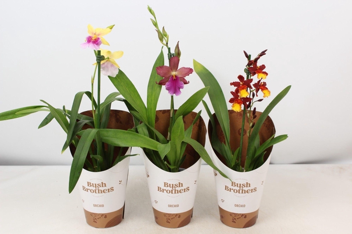 <h4>CAMBRIA GRP GEM</h4>