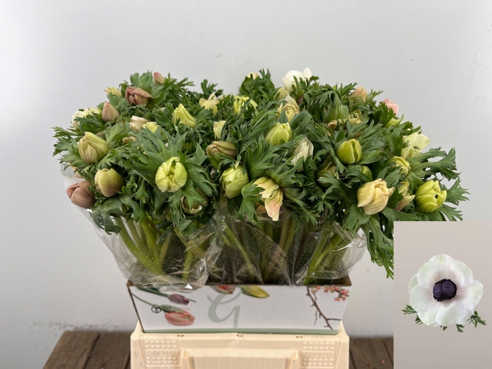 <h4>ANEM CO MAR PANDA</h4>