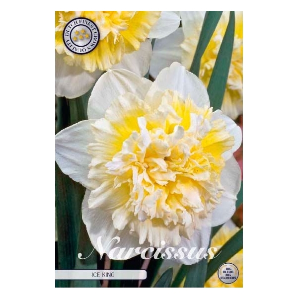 <h4>Narcissus Double Ice King x5 14/16</h4>