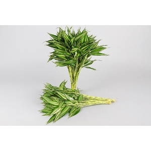 Dracaena Sanderiana Victory (air)