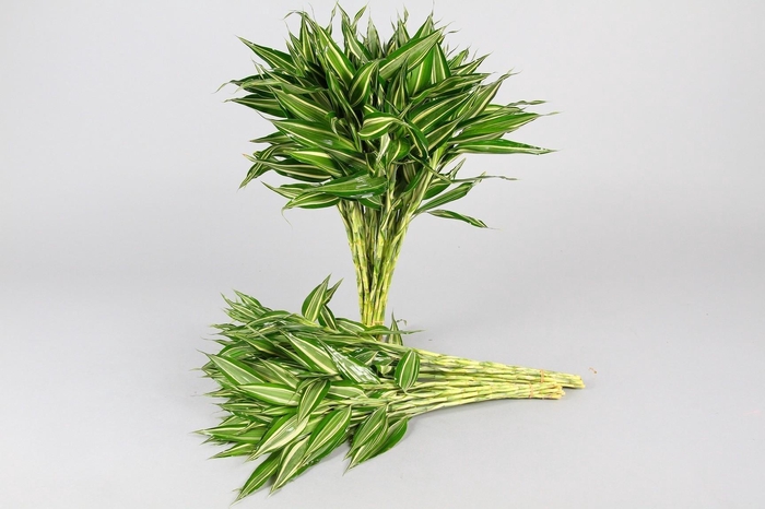 <h4>Dracaena Sanderiana Victory (air)</h4>