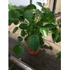 PILEA PEPEROMOIDES