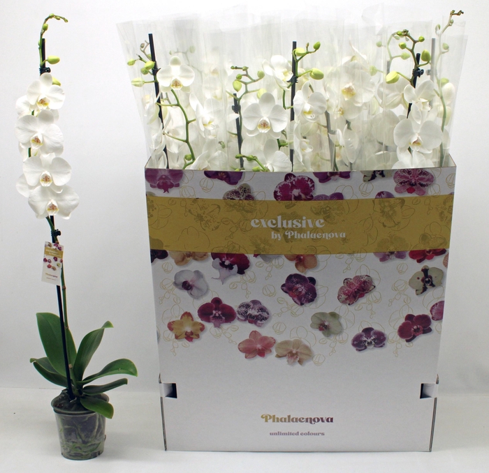 <h4>PHAL F PURE SILK</h4>